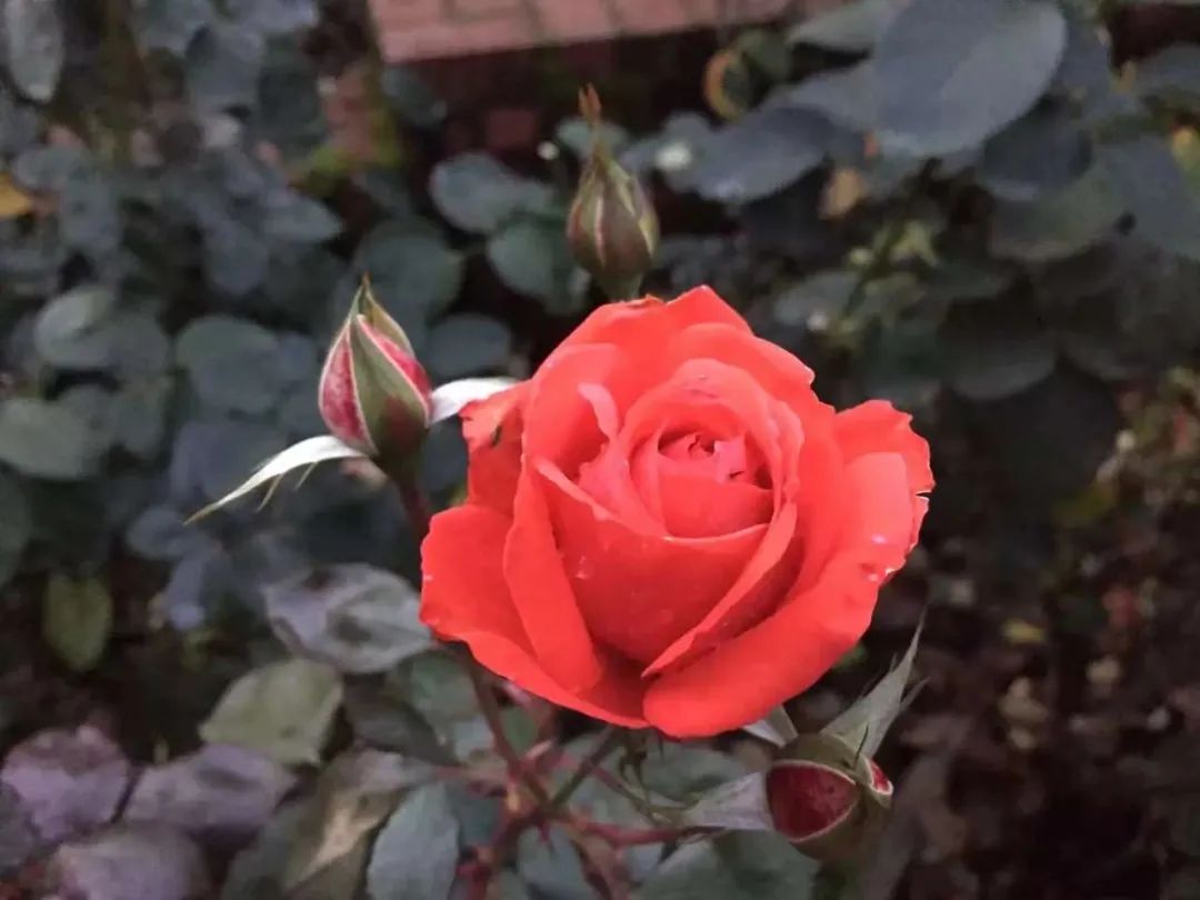 1687338214988991.jpeg 3.jpeg